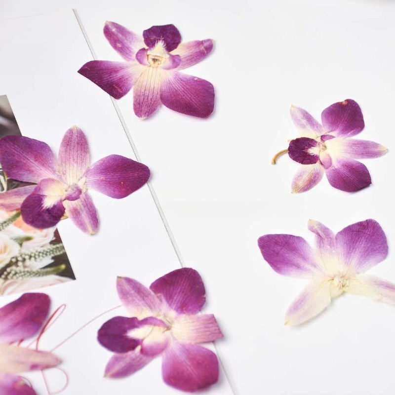 4 pièces, véritables fleurs d' - Art Craft Butterfly avis et prix